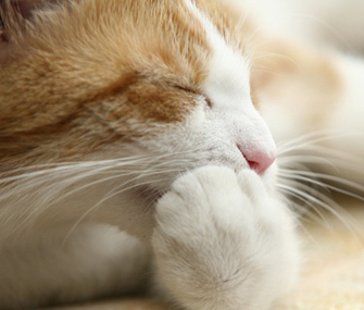 猫为什么舔自己的伤口？